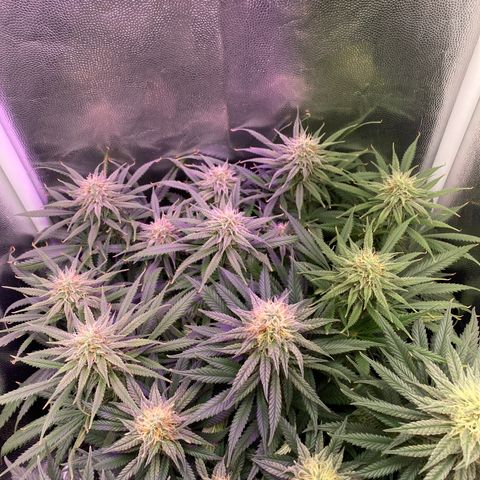 Top Crop growlog timeline photo
