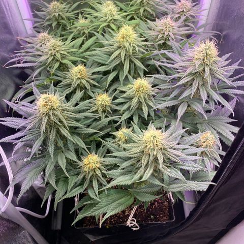 FlowerMind growlog timeline photo