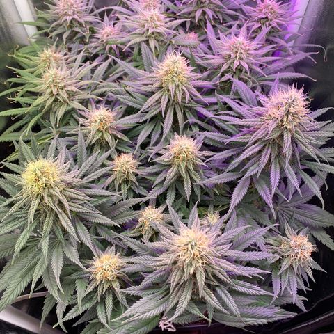 FlowerMind growlog timeline photo