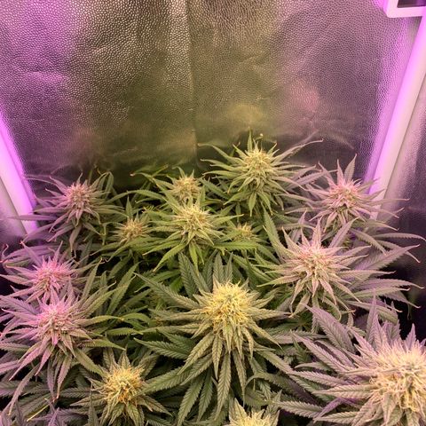 Top Crop growlog timeline photo
