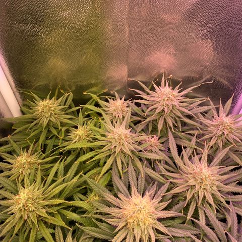 Top Crop growlog timeline photo