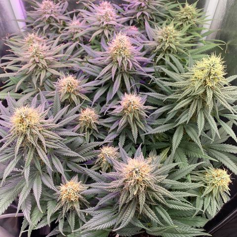 FlowerMind growlog timeline photo