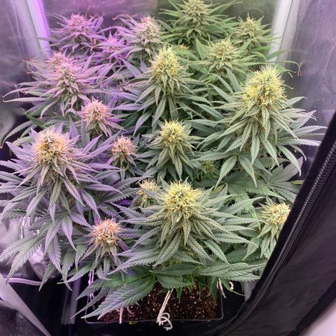 FlowerMind growlog timeline photo