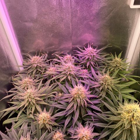 Top Crop growlog timeline photo