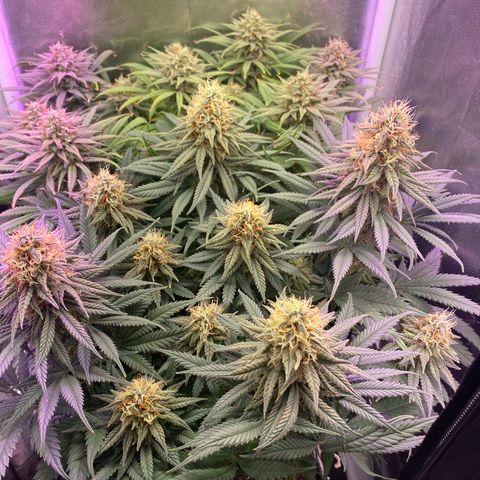 FlowerMind growlog timeline photo