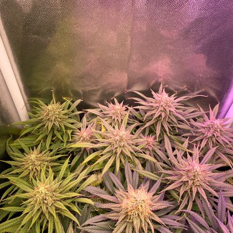 Top Crop growlog timeline photo
