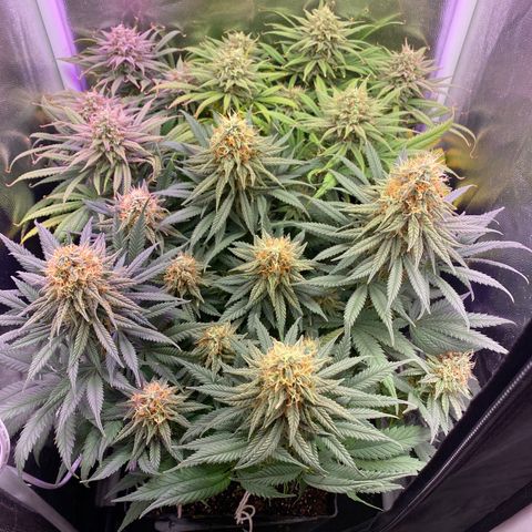 FlowerMind growlog timeline photo