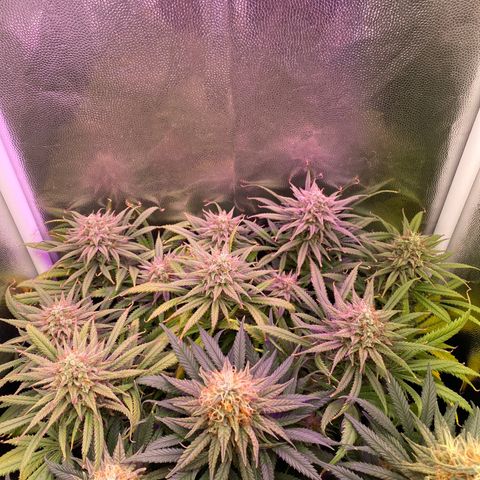 Top Crop growlog timeline photo