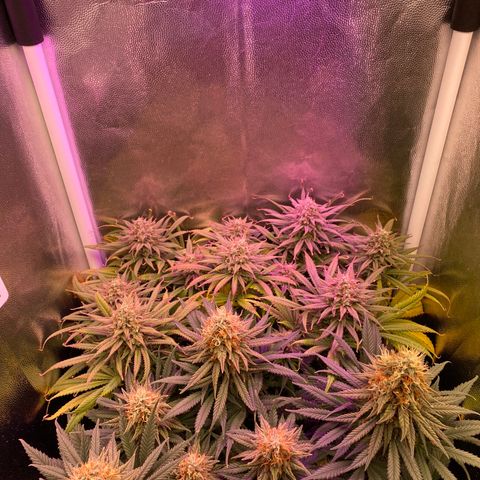 Top Crop growlog timeline photo