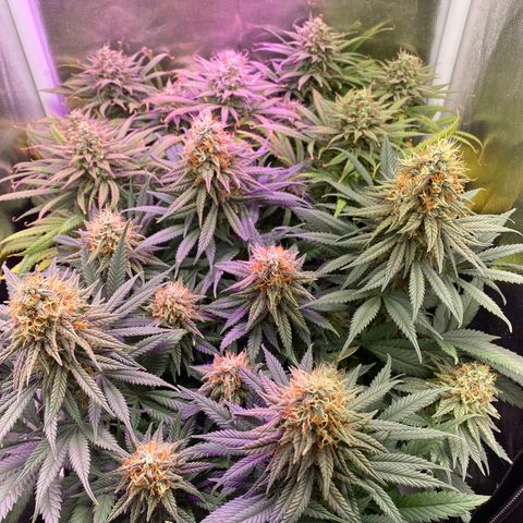 FlowerMind growlog timeline photo