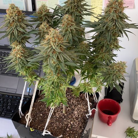 FlowerMind growlog timeline photo