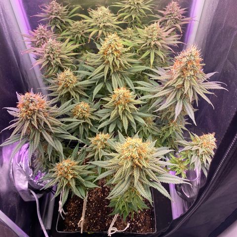 FlowerMind growlog timeline photo