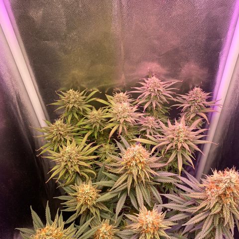 Top Crop growlog timeline photo