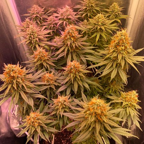 FlowerMind growlog timeline photo