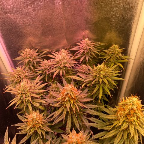 Top Crop growlog timeline photo