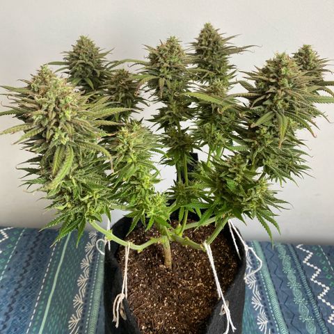 Top Crop growlog timeline photo