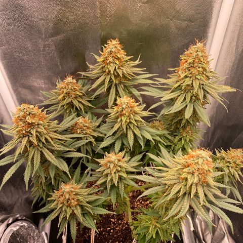 FlowerMind growlog timeline photo