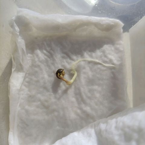 Chalupa CBD growlog photo: Germinado una semilla de 2