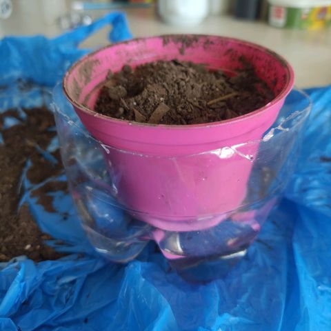 Chalupa CBD growlog photo: Sembrando la semilla ya germinada 31 de julio del 2022