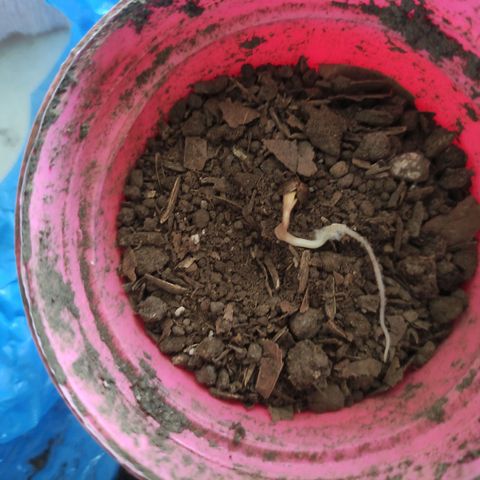 Chalupa CBD growlog photo: Sembrando la semilla ya germinada 31 de julio del 2022