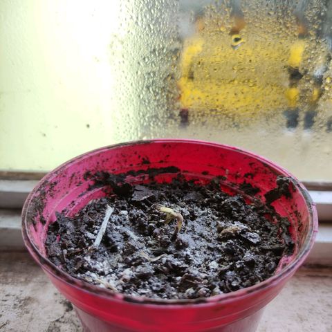 Chalupa CBD growlog photo: Pequeño brote en la maceta 