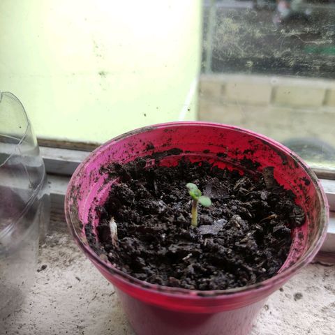 Chalupa CBD growlog photo: Ya se puede ver las primeras hojas brotando