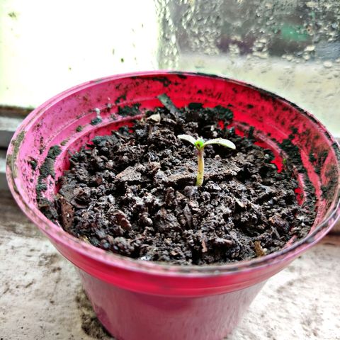 Chalupa CBD growlog photo: El tallo se encuentra más firme y tiene un buen aspecto