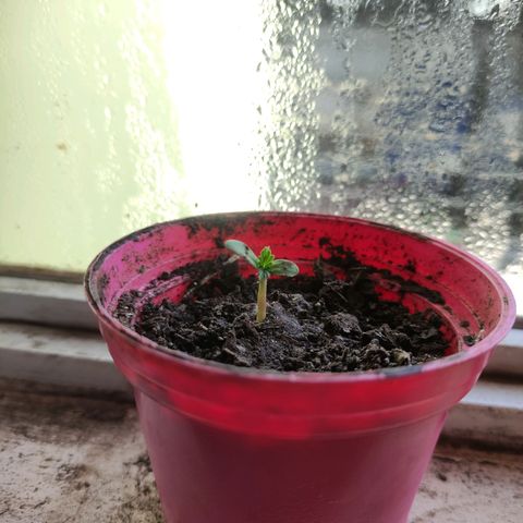 Chalupa CBD growlog photo: El tallo ha crecido un poco y las hojas verdaderas ya se observan