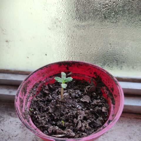 Chalupa CBD growlog photo: La planta está más saludable 