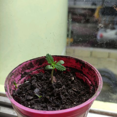 Chalupa CBD growlog photo: Buena colorazion y tiene alrededor de 3cm 