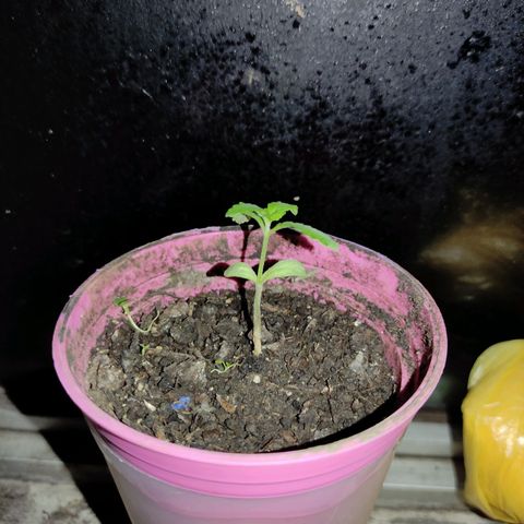 Chalupa CBD growlog photo: La planta tiene aproximadamente 5cm