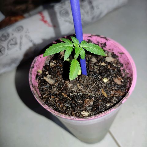Chalupa CBD growlog photo: Se le puso una guía para que no se doble el tallo, ya está semana se procede a transplante de la maceta grande
