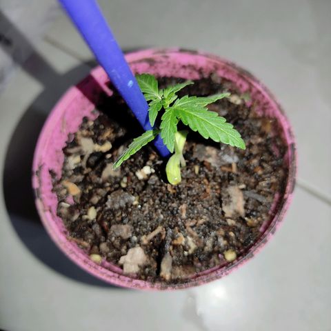 Chalupa CBD growlog photo: Se le puso una guía para que no se doble el tallo, ya está semana se procede a transplante de la maceta grande