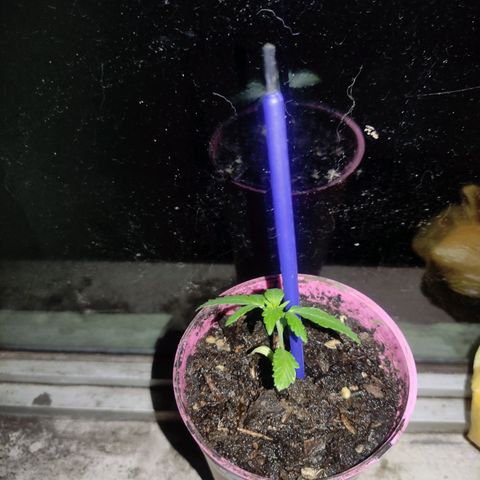Chalupa CBD growlog photo: Tiene 6 cm de alto y se encuentra muy bien de salud