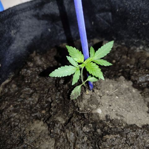 Chalupa CBD growlog photo: Se procedió a transplantar a la maceta grande y tiene una altura de 7 cm 