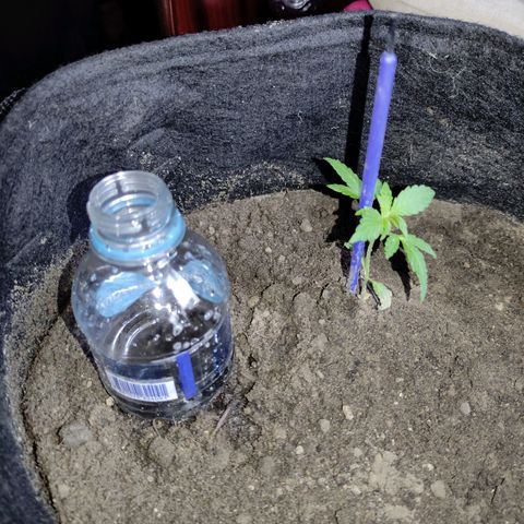 Chalupa CBD growlog photo: Se procedió a poner una botella plástica para el riego y la planta tiene una altura de 8cm