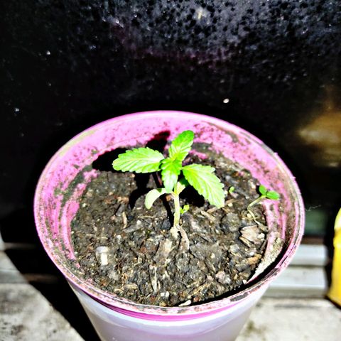 Chalupa CBD growlog timeline photo