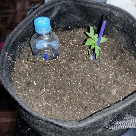 Chalupa CBD growlog photo: 8cm de altura y le agregué tierra con Pomina 