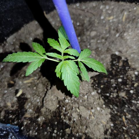 Chalupa CBD growlog photo: 9 cm de altura, y las hojas presentan una coloración verde normal 