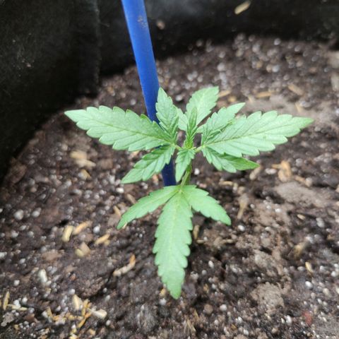 Chalupa CBD growlog photo: Se puede ver una planta más saludable y con una altura de 10 cm