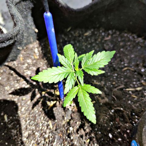 Chalupa CBD growlog photo: La coloración de las hojas es verde y se ve muy saludable, la estatura es de 10 cm 