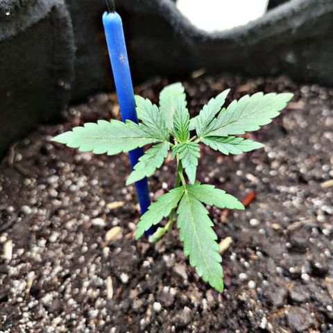 Chalupa CBD growlog photo: No presenta cambios, misma estatura de 10 cm y una coloración verde claro 