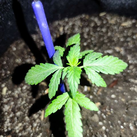 Chalupa CBD growlog photo: La planta se encuentra saludable y mide 11 cm 