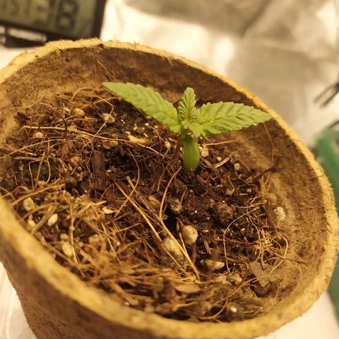 Fem White Widow growlog timeline photo