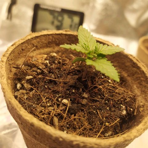 Fem White Widow growlog timeline photo