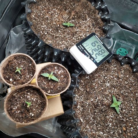 Fem White Widow growlog timeline photo