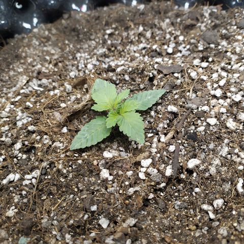 Fem White Widow growlog timeline photo
