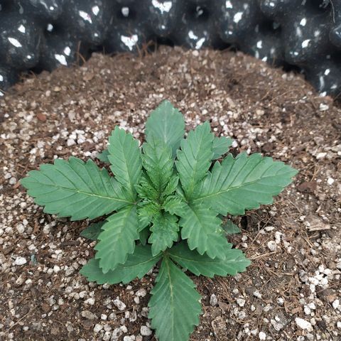 Fem White Widow growlog timeline photo