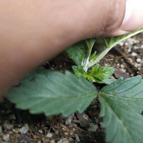 Fem White Widow growlog timeline photo