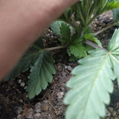 Fem White Widow growlog timeline photo